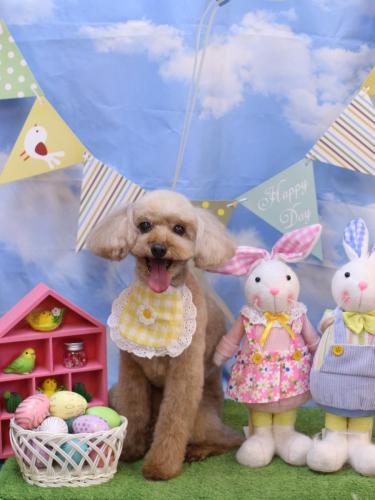 20240327うたちゃん